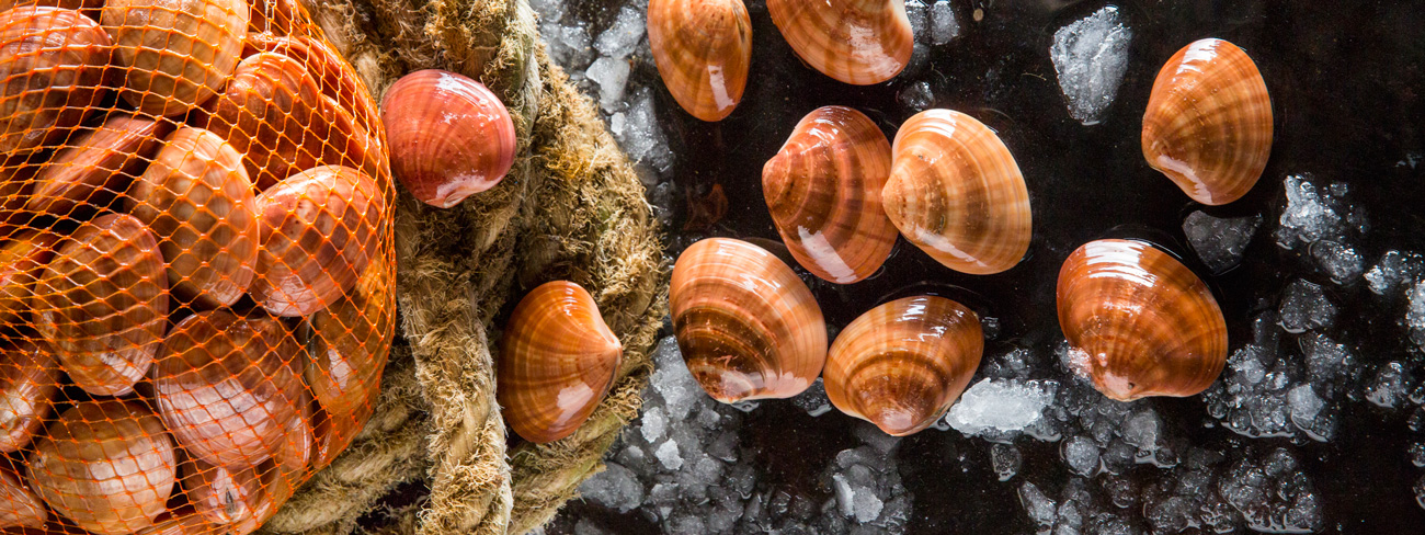 Brown Venus clams, Mytilos