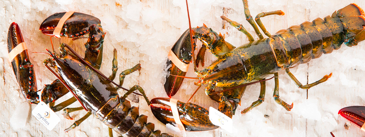 Mytilos american canadian lobsters Photo