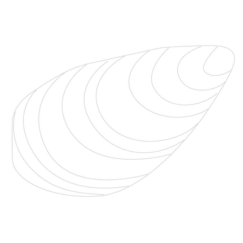 Outlined Graphic mussel