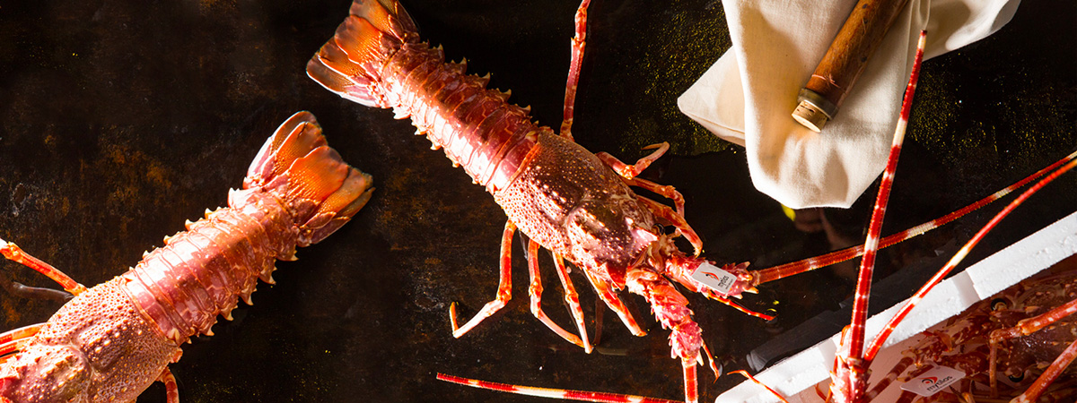 Mytilos spiny lobster Photo