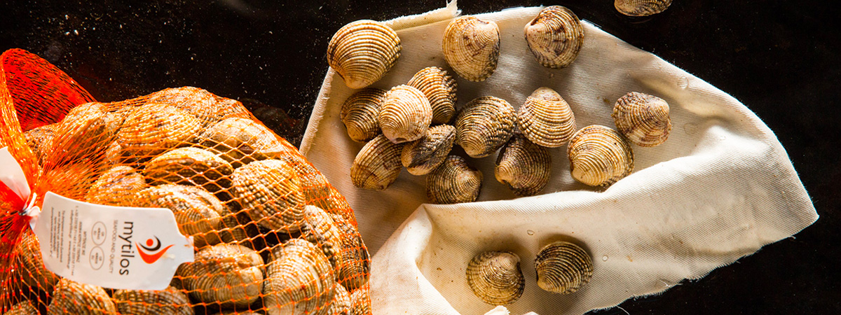Mytilos brown venus clams Photo